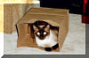 China in paper bag