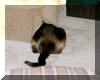 China looking for a pepermint, under the chair