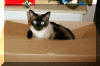 China in box