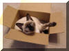 Ming in box1