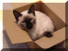 Ming in box4