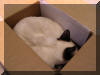 Ming in box6